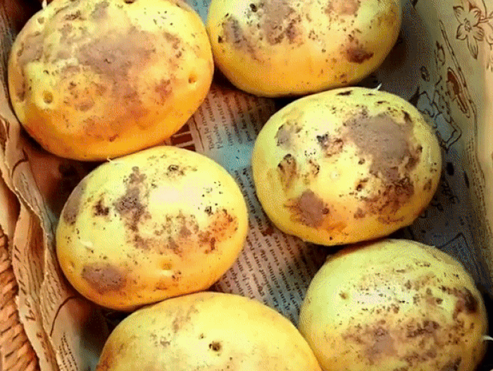 Cách làm bánh bao hình củ khoai tây. Hình ảnh 7
